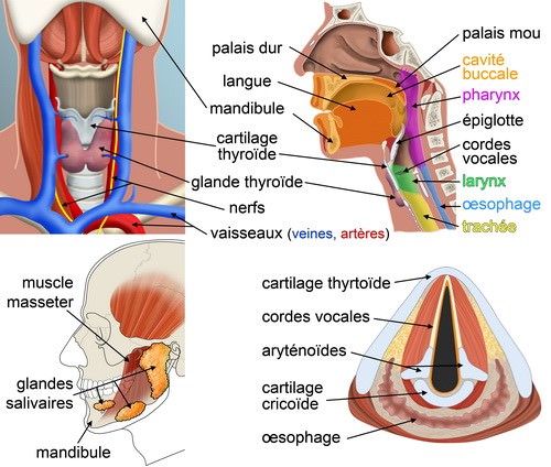 Système respiratoire inférieur